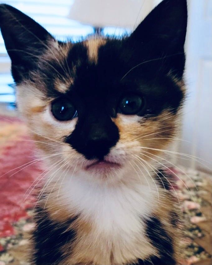 Carmela’s kitten, Carmelina
